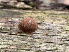 Reticularia