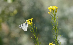 Euchloe eversi