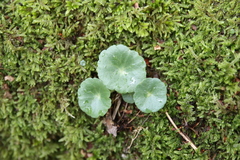 Umbilicus rupestris