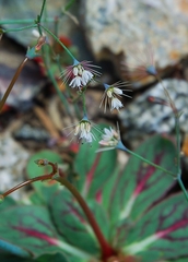 Acanthoscyphus parishii parishii