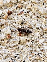 Orchesella