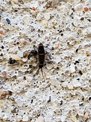 Orchesella