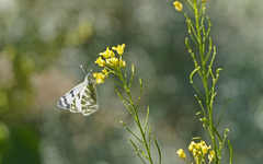 Euchloe eversi