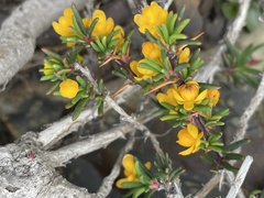 Berberis empetrifolia