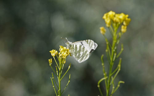 Tenerife Green-striped White