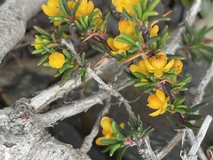 Berberis empetrifolia