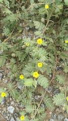 Tribulus