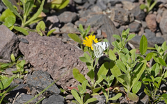 Euchloe eversi