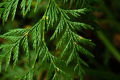Thuja plicata