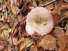 Russula fragilis