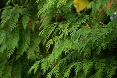 Thuja plicata
