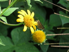 Hesperiinae
