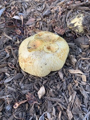 Buchwaldoboletus sphaerocephalus