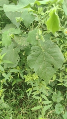 Abutilon indicum