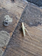 Oecanthus exclamationis