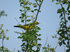 Icterus