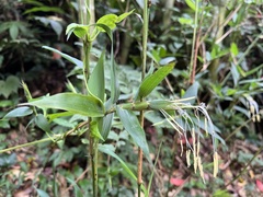 Schizostachyum diffusum