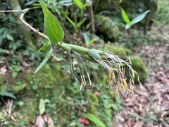 Schizostachyum diffusum