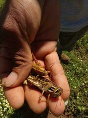 Schistocerca piceifrons