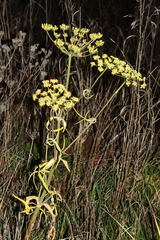 Tordylieae
