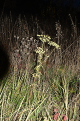 Tordylieae