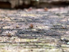 Dicyrtomina