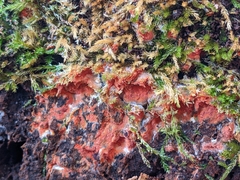 Phlebia radiata