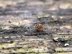 Dicyrtomina