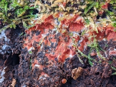 Phlebia radiata