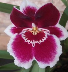 Miltoniopsis