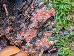Phlebia radiata