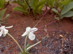 Clerodendrum pusillum