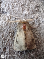 Paracles fusca