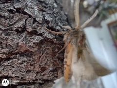 Paracles fusca
