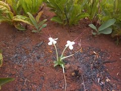 Clerodendrum pusillum