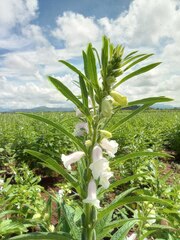 Sesamum indicum