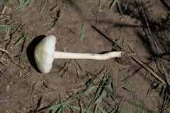 Agrocybe molesta