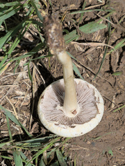 Agrocybe molesta