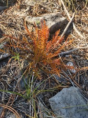 Pedicularis contorta