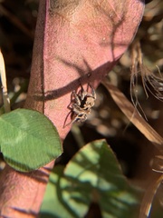 Habronattus coecatus