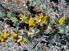 Acmispon argophyllus argophyllus