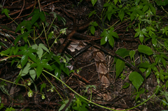 Deinagkistrodon acutus