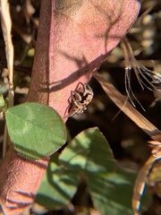 Habronattus coecatus