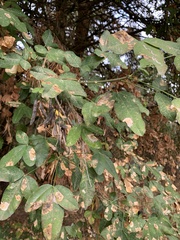 Laburnum anagyroides