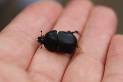 Sericotrupes niger