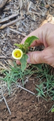 Hibiscus aethiopicus ovatus