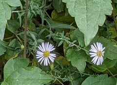 Symphyotrichum lanceolatum