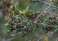 Lyonia ferruginea