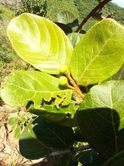 Psidium guajava