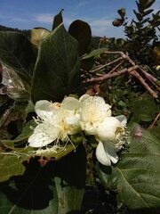 Psidium guajava